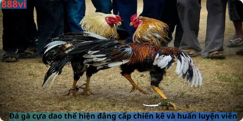 Đá gà cựa dao thể hiện đẳng cấp chiến kê và huấn luyện viên