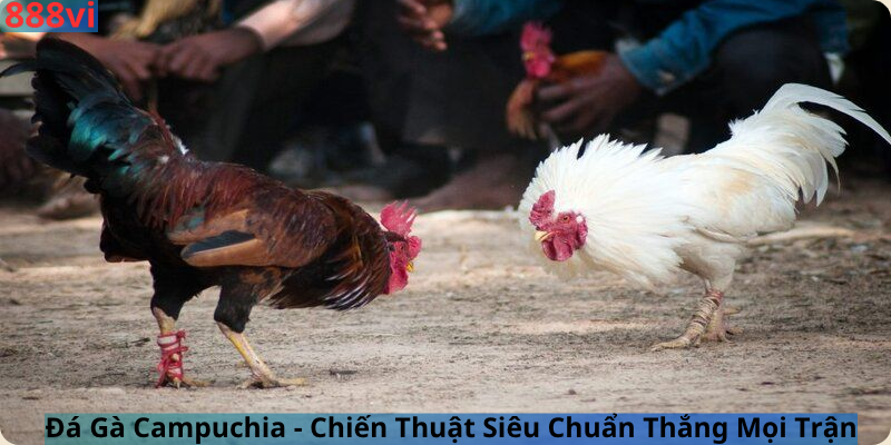 Đá Gà Campuchia - Chiến Thuật Siêu Chuẩn Thắng Mọi Trận