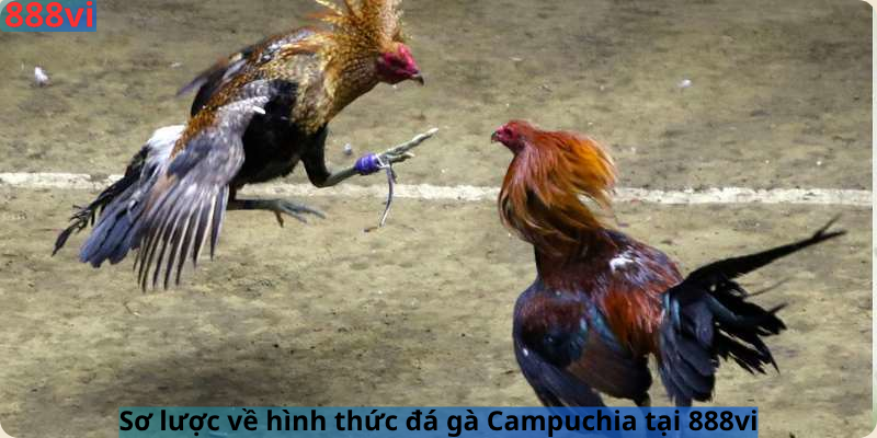Sơ lược về hình thức đá gà Campuchia tại 888vi