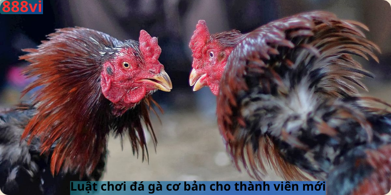 Luật chơi đá gà cơ bản cho thành viên mới