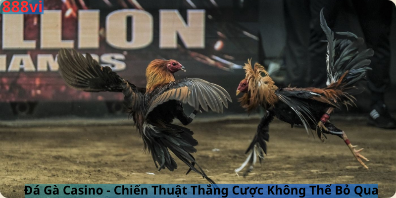Đá Gà Casino - Chiến Thuật Thắng Cược Không Thể Bỏ Qua