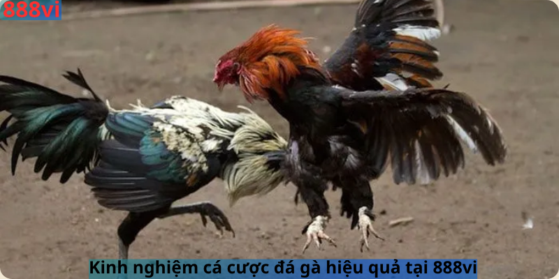 Kinh nghiệm cá cược đá gà hiệu quả tại 888vi