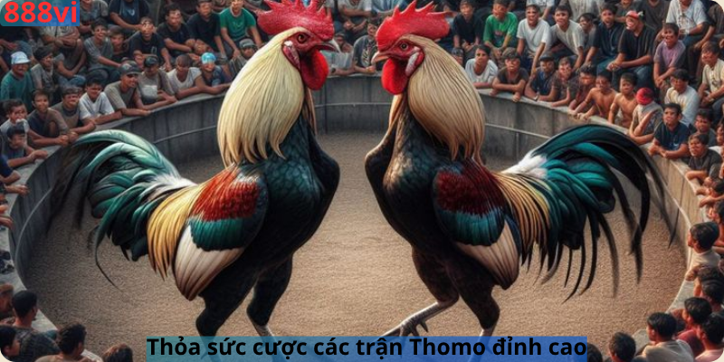 Thỏa sức cược các trận Thomo đỉnh cao