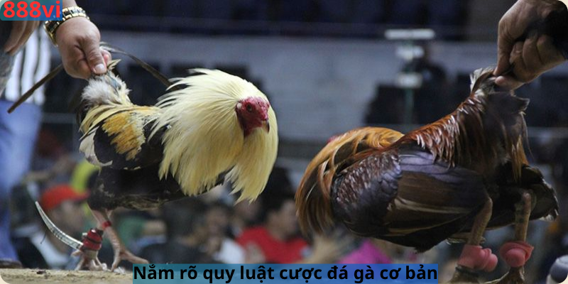 Nắm rõ quy luật cược đá gà cơ bản 